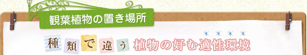観葉植物の置き場所 種類で違う植物の好む適性環境