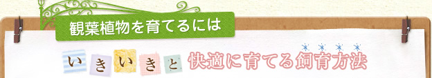 観葉植物を育てるには いきいきと快適に育てる飼育方法